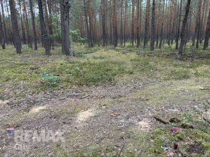 Działka leśna w Ryni, gmina Dobre   6 379 m 