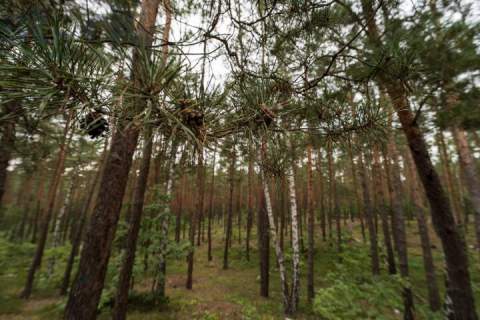 Działka budowlana na Wydmach 2221 m2 - bez prowizji