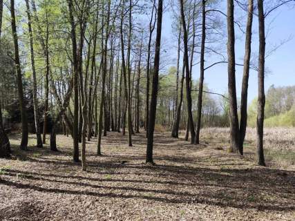 Działka budowlana na sprzedaż, 10904 m2, Anielin Swędowski