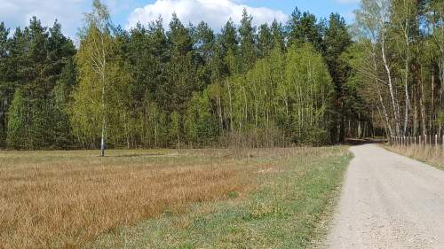Działki budowlane pod lasem gmina Warka , Borowe