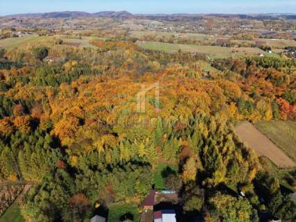 NA SPRZEDAŻ LAS BUKOWY 68,58 AR - GLINIK ŚREDNI, DOGODNY DOJAZD