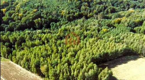 LAS I GRUNTY NA SPRZEDAŻ GNOJNICA, GMINA ROPCZYCE 1,58 HA