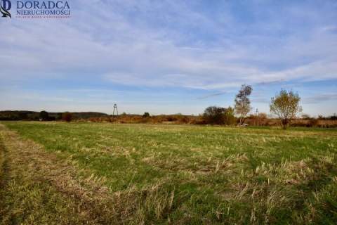 Działka rolno-budowlana 60 ar 6 ar budowlane z prądem - Ryczów,