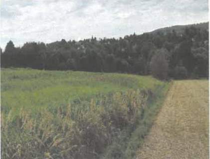 Działka rolna na sprzedaż, 5600 m2, Barycz