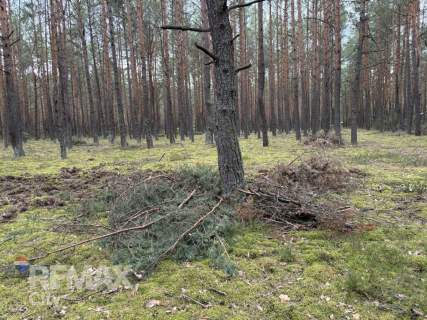 Działka leśna w Ryni, gmina Dobre   6 379 m 