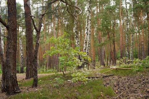 Działka budowlana na Wydmach 2221 m2 - bez prowizji