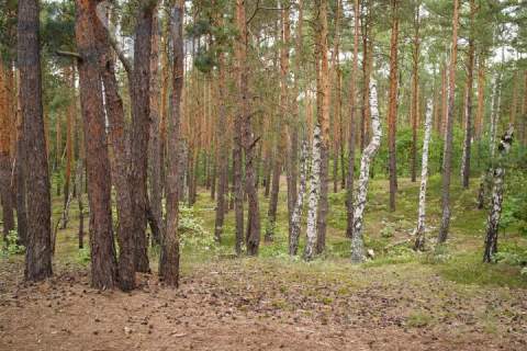 Działka budowlana na Wydmach 2221 m2 - bez prowizji
