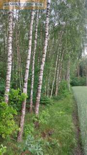 Działka Budowlana 4188 m2 Kalinowo gm. Ostrów Mazowiecka