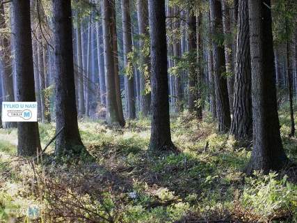 Na sprzedaż las o powierzchni 43,1ha gm.Chmielnik