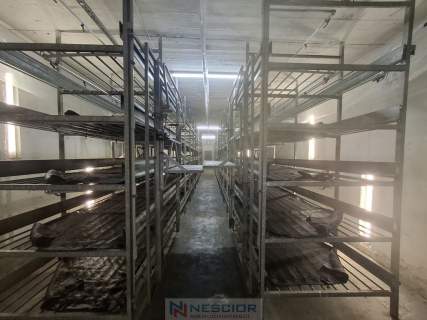 Kompleks budynków gospodarczych po pieczarkarni