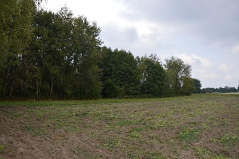 Działka 1.77 ha w Brzeźnicy Leśnej pow. Lubartów.
