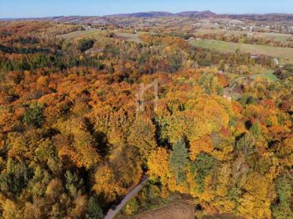 NA SPRZEDAŻ LAS BUKOWY 68,58 AR - GLINIK ŚREDNI, DOGODNY DOJAZD