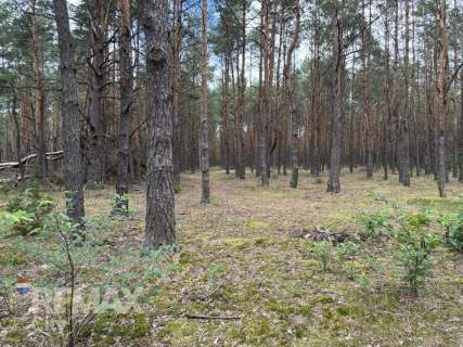Działka leśna w Ryni, gmina Dobre   6 379 m 