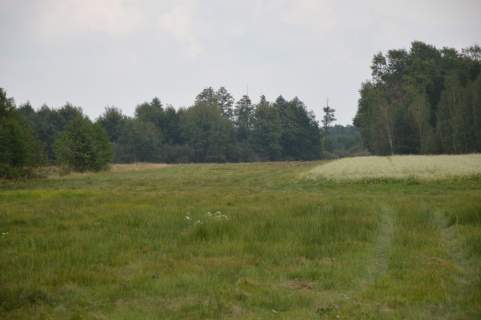Działka 1.77 ha w Brzeźnicy Leśnej pow. Lubartów.