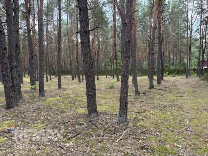 Działka leśna w Ryni, gmina Dobre   6 379 m 