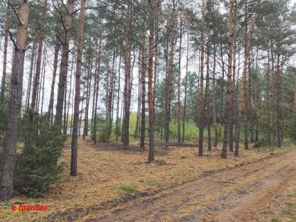 Sąsieczno działka budowlana z WZ 1353m2 ściana lasu