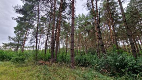 Gotowy kompleks działek UT   Pomorska k. Milicza
